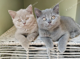 Chunky British Shorthair Kittens