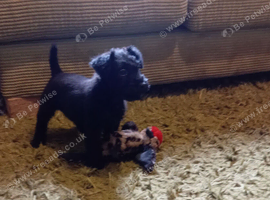 Black Patterjack pups