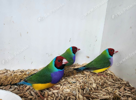 5 gouldian finch