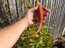 Bearded Dragons. Tigers. Red monsters.