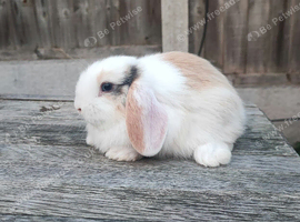 Minilop bunnies and Adult Female