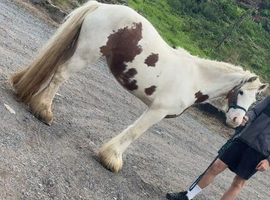Double Doncaster bread mare