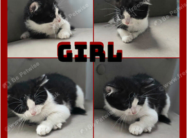 X4 cute babies looking for there forever homes