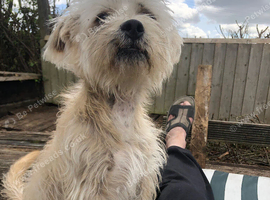 Loving boy dog for rehousing