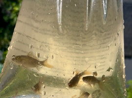 5 x Healthy baby pond gold/brown goldfish.