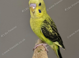 2 black wing male budgies
