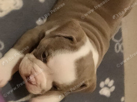 English bulldog puppies