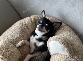 Seeking a friend for my dog