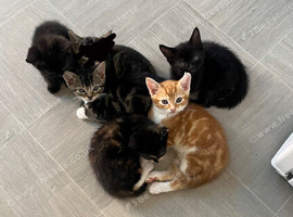 6 beautiful kittens looking for new homes