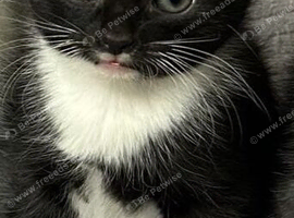 Kitten for sale
