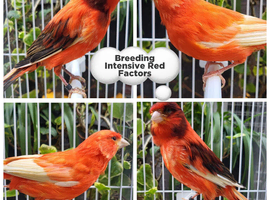 Various show canaries for sale of different breeds