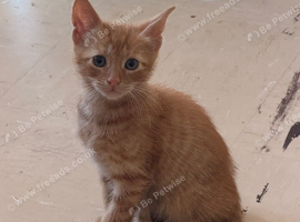 Ginger kitten