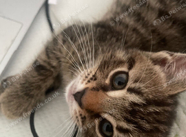 Kitten