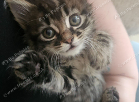 Kitten - Girl