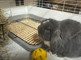 Mini lop doe