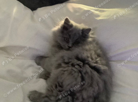 Longhaired Blue purring machine in Co.Down