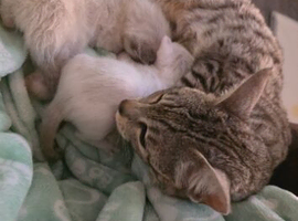 Beautiful bengal female kitten ready now