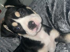 Akita x Bulldog Puppy