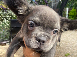 12 week old lilac tri fluffy french bulldog pup male