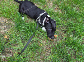 Beautiful Boy Pup