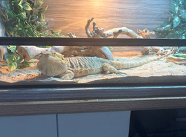 Bearded dragon and full vivarium setup
