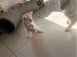 White Polydactyl Female Kitten &ndash; Maine Coon Type