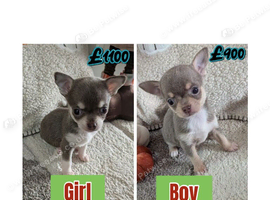 Last two Beautiful puppy chihuahuas
