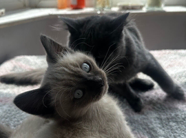 Male ragdoll