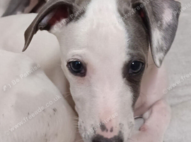 Last 4 RKC pups