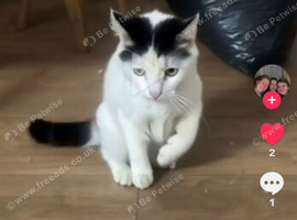 A Lovely Black and white Cat