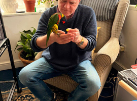 Pair of lorikeets