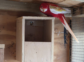 Rubino rosella