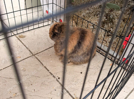 2 RABBITS - in need of a new home!