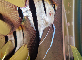 Red Back Manacapuru Angelfish.