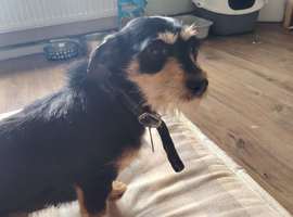 Miniature daschund X Chihuahua