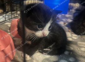 Kittens