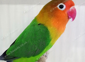 Lovebirds Fischer