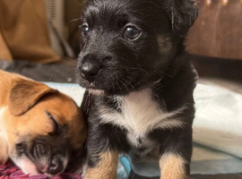 Stunning Coloured Jack Russell Puppies