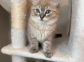 Ready now! Rare mink lynx ragdolls