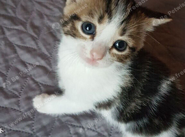 Beautiful 10‑week‑old female kitten &mdash; fully litter trained.