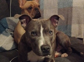 17 month old male blue brindle staffy