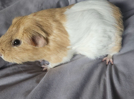 I have 3 female guinea pigs looking for a loving home