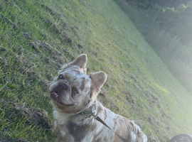 Fluffy frenchie male 11 month old !!
