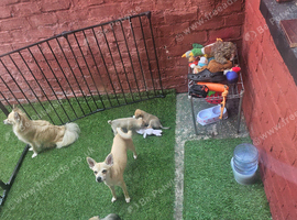 Miniature pincher x pomeranian puppy's