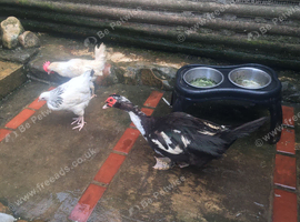 Muscovy Drake 1 Year Old