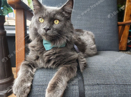 Gorgeous kitten for sale!