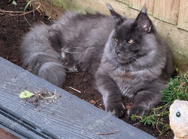Maine Coon Kittens for sale