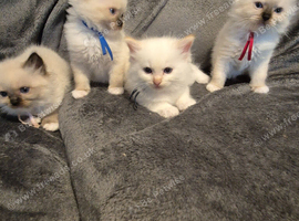 Beautiful ragdoll kittens