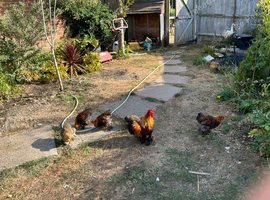 Gold partridge cockerels for free