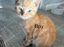 2 beautiful kittens